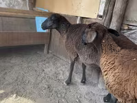 نعجة, Karakul sheep — الصورة 3