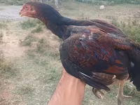 Chickens — Foto 2