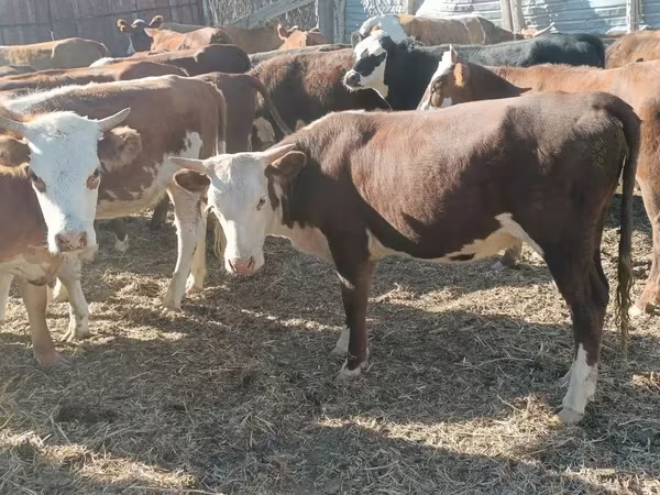 İnək, Qazaxıstan ağbaş inəyi