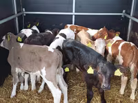 Buqa, Simmental cattle — 3-rasm