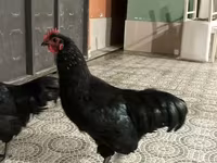 Australian Pit Game fowl — photo 1