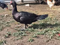 Ducks — Foto 2