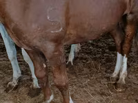 Stute, Horse breed — Foto 2