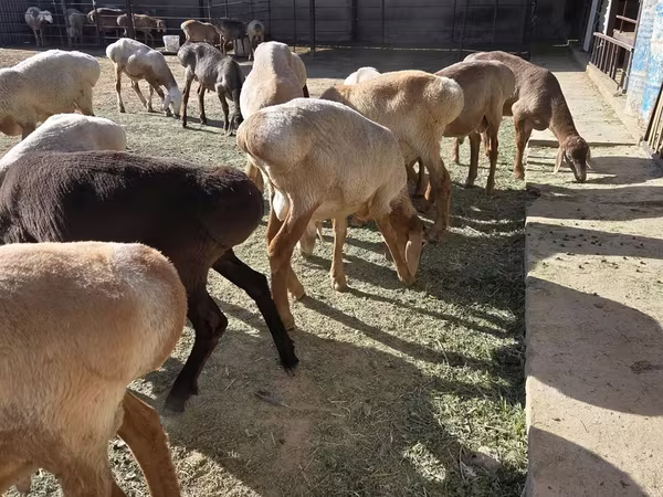 Widder, Arashan sheep