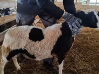 Qoç, Baerchuke sheep — foto 3
