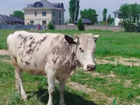 بقرة, Simmental cattle — الصورة 1