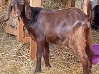 बकरी, Saanen goat — फ़ोटो 3
