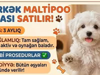 Erkək Maltipoo balası - Yaş: 5 aylıq - Xüsusiyyətlər: Tam sağlam, çox — 照片 2