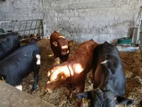 Rinder (Partie, Geschlecht nicht angegeben), Limousin-Kuh — Foto 2