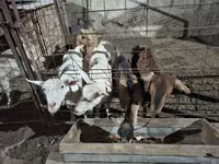 Ziege, Saanen goat — Foto 5