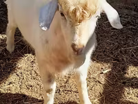 公山羊, Goats — 照片 1