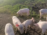 Schweine (Partie, Geschlecht nicht angegeben), Крупная белая — Foto 1