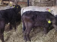 Bulle, Aberdeen-Angus — Foto 5