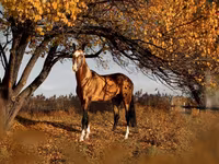 Кінь, Akhal-Teke — фото 2