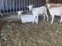Коза, Pomellata goat — фото 3