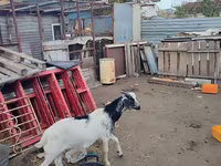 عنزة, Kamori goats — الصورة 7