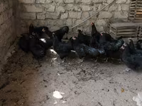 मेलीन — फ़ोटो 4