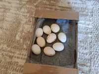 Chickens — Foto 2