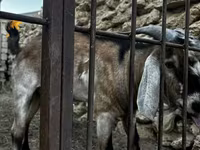عنزة, Nubian Goat — الصورة 4
