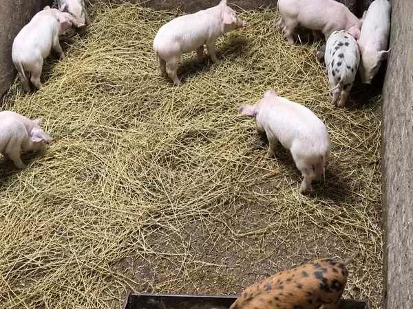 猪（批次，未指定性别）, Pigs