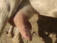 Dişi keçi, Saanen goat — foto 8
