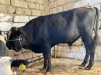 Корова, Russian Black pied cattle — фото 7