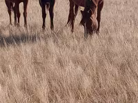 Yegua, Horse breed — foto 5