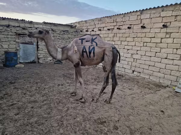 ناقة, الجمال — كازاخستان
