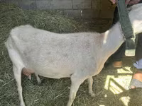 Echki, Echkilar — 3-rasm