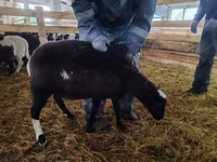 Qoç, Baerchuke sheep — foto 2