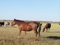 Stute, Kazakh horse — Foto 1