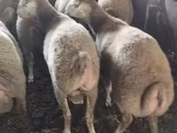 Ovejas (lote, sexo no especificado), Ovejas — foto 1