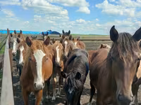 घोड़ी, Horse breed — फ़ोटो 8