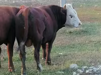 Bull, Simmental cattle — photo 4
