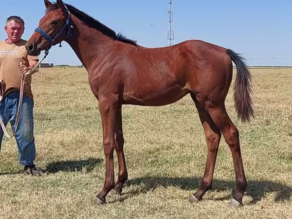 Hengst, Thoroughbred horse