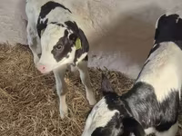 Toro, Raza Holstein — foto 4