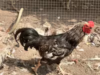 Chickens — foto 1