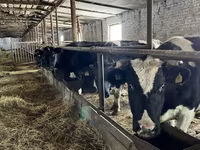 بقرة, Swiss cattle — الصورة 4