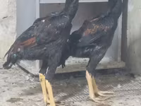 Chickens — फ़ोटो 1