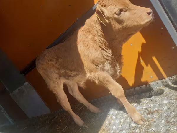 Rinder (Partie, Geschlecht nicht angegeben), Simmental cattle — Polen