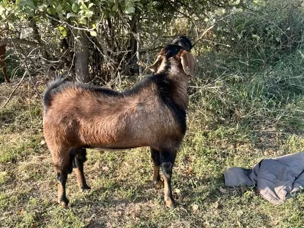 Dişi keçi, Nubian Goat