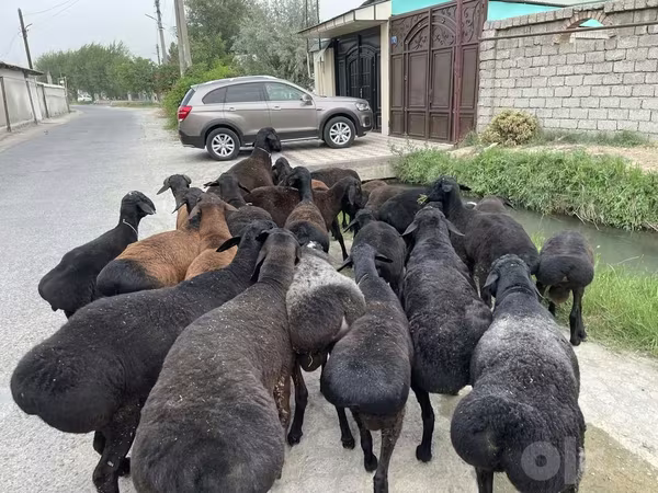 Qoç, Qoyunlar