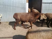 Ziegenbock, Beetal goats — Foto 2