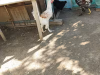 براهما — الصورة 1