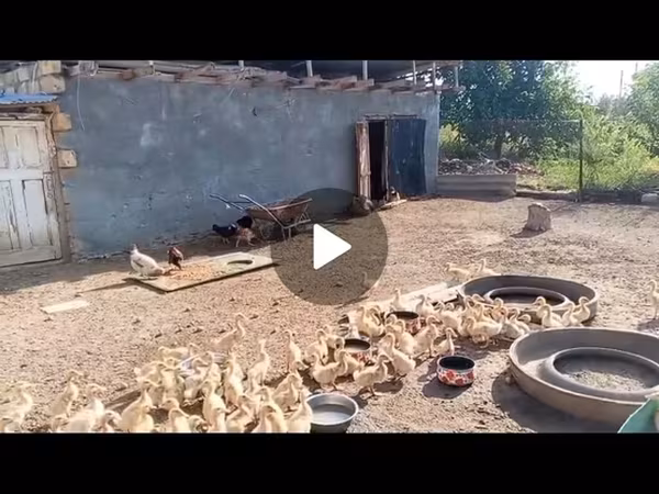 Ducks
