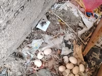 Chickens — الصورة 4