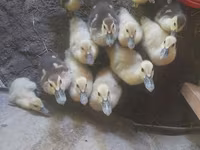 Ducks — Foto 3