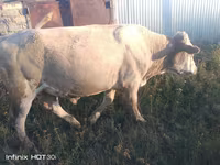 Bulle, Simmental cattle — Foto 2