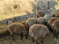 Ram, Sheep — photo 3