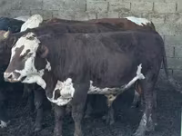 Бұқа, Simmental cattle — 3-сурет